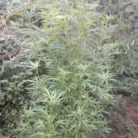 Cream mandarin x Nn growlog photo: Despues de la aplicads de melaza y maca 