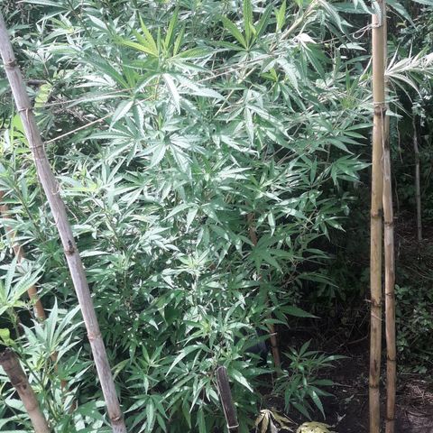 Cream mandarin x Nn growlog photo: Hoy la ATE con tutores llovió ayer y hoy todo el día la tierra está bien húmeda así que tranqui va muy bien 