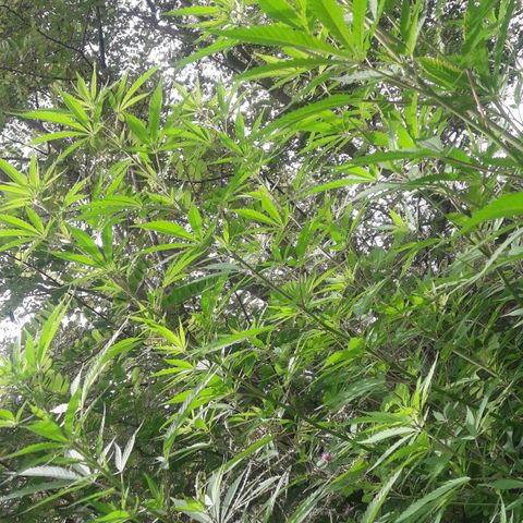 Cream mandarin x Nn growlog photo: Hoy la ATE con tutores llovió ayer y hoy todo el día la tierra está bien húmeda así que tranqui va muy bien 