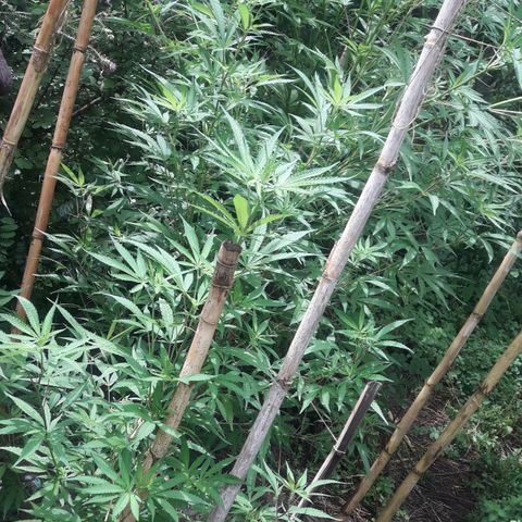 Cream mandarin x Nn growlog photo: Hoy la ATE con tutores llovió ayer y hoy todo el día la tierra está bien húmeda así que tranqui va muy bien 