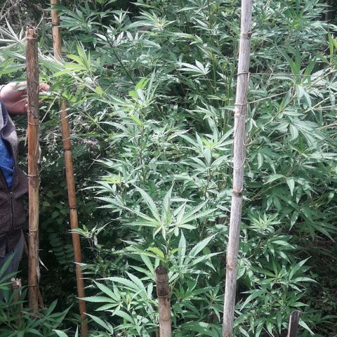 Cream mandarin x Nn growlog photo: Hoy la ATE con tutores llovió ayer y hoy todo el día la tierra está bien húmeda así que tranqui va muy bien 