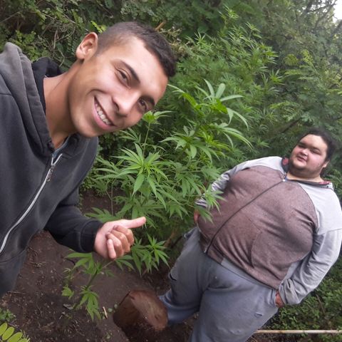 Cream mandarin x Nn growlog photo: Hoy la ATE con tutores llovió ayer y hoy todo el día la tierra está bien húmeda así que tranqui va muy bien 