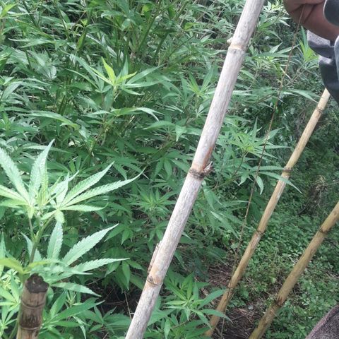 Cream mandarin x Nn growlog photo: Hoy la ATE con tutores llovió ayer y hoy todo el día la tierra está bien húmeda así que tranqui va muy bien 