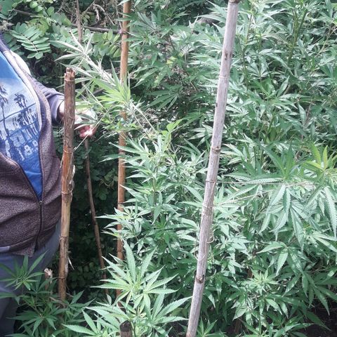 Cream mandarin x Nn growlog photo: Hoy la ATE con tutores llovió ayer y hoy todo el día la tierra está bien húmeda así que tranqui va muy bien 