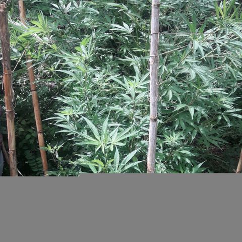 Cream mandarin x Nn growlog photo: Hoy la ATE con tutores llovió ayer y hoy todo el día la tierra está bien húmeda así que tranqui va muy bien 
