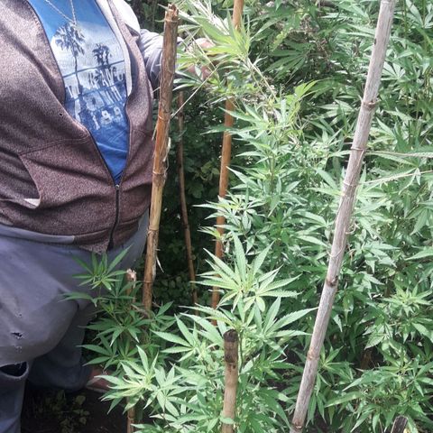 Cream mandarin x Nn growlog photo: Hoy la ATE con tutores llovió ayer y hoy todo el día la tierra está bien húmeda así que tranqui va muy bien 