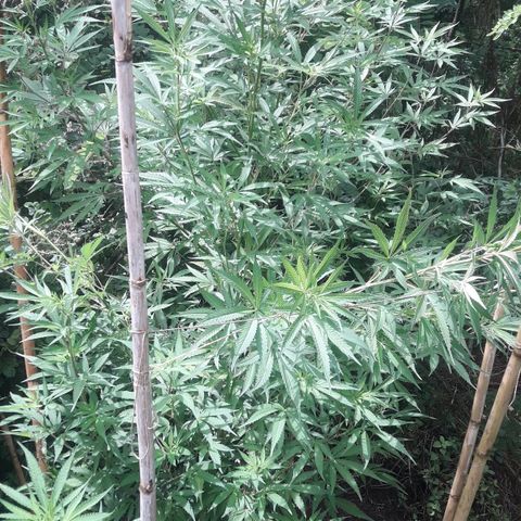 Cream mandarin x Nn growlog photo: Hoy la ATE con tutores llovió ayer y hoy todo el día la tierra está bien húmeda así que tranqui va muy bien 