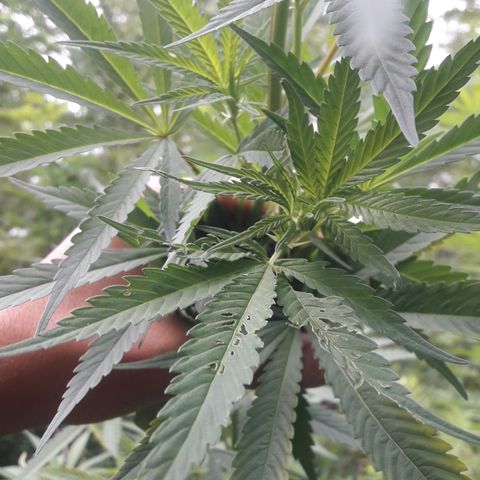 Cream mandarin x Nn growlog timeline photo