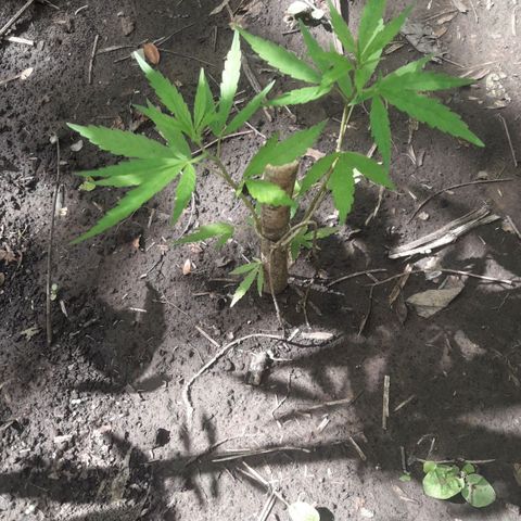 Cream mandarin x Nn growlog timeline photo