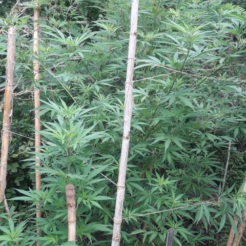 Cream mandarin x Nn growlog timeline photo