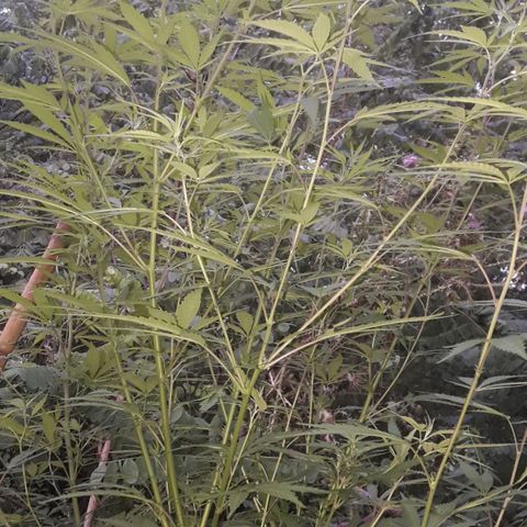 Cream mandarin x Nn growlog photo: Van genial 0 carencia ninguna plaga hoy les cierro bien 
