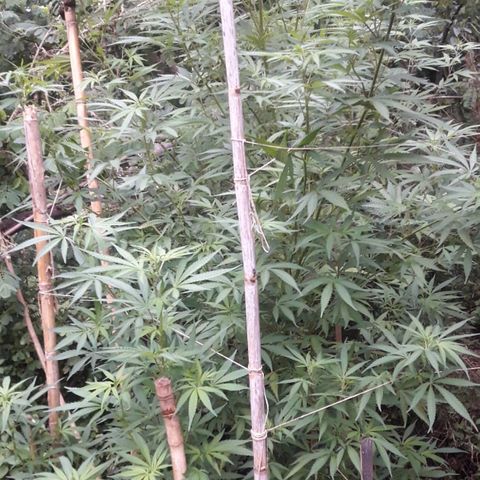 Cream mandarin x Nn growlog photo: Van genial 0 carencia ninguna plaga hoy les cierro bien 