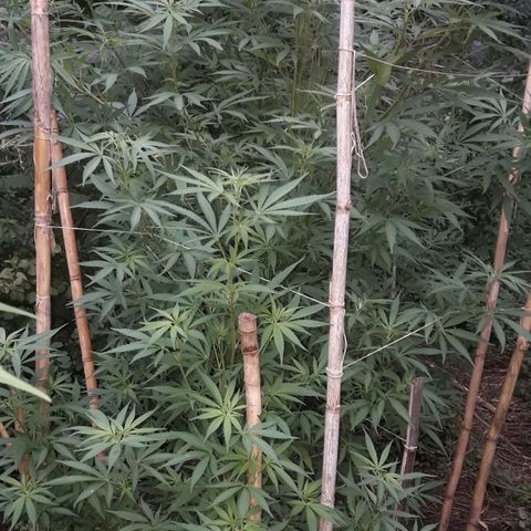 Cream mandarin x Nn growlog photo: Van genial 0 carencia ninguna plaga hoy les cierro bien 