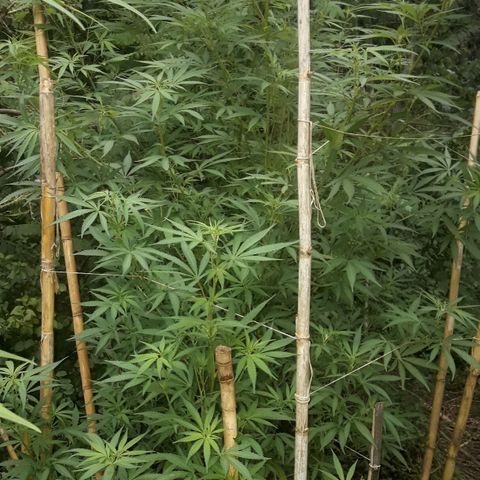 Cream mandarin x Nn growlog photo: Van genial 0 carencia ninguna plaga hoy les cierro bien 