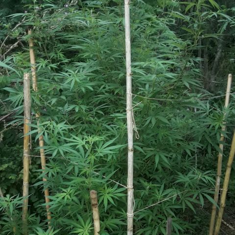 Cream mandarin x Nn growlog timeline photo