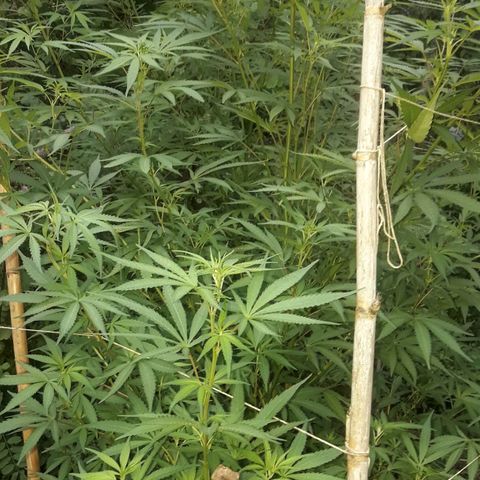 Cream mandarin x Nn growlog photo: Van genial 0 carencia ninguna plaga hoy les cierro bien 