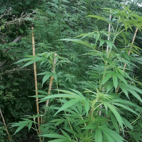 Cream mandarin x Nn growlog photo: Van genial 0 carencia ninguna plaga hoy les cierro bien 