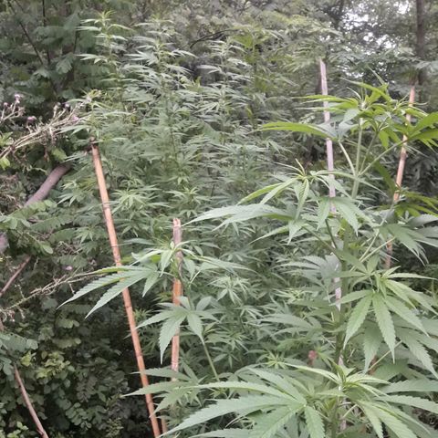 Cream mandarin x Nn growlog photo: Van genial 0 carencia ninguna plaga hoy les cierro bien 