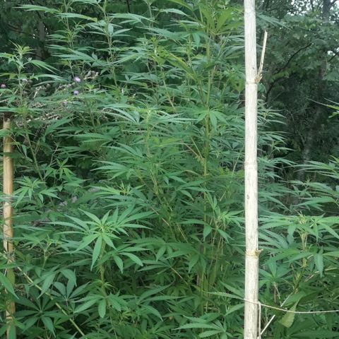 Cream mandarin x Nn growlog photo: Van genial 0 carencia ninguna plaga hoy les cierro bien 