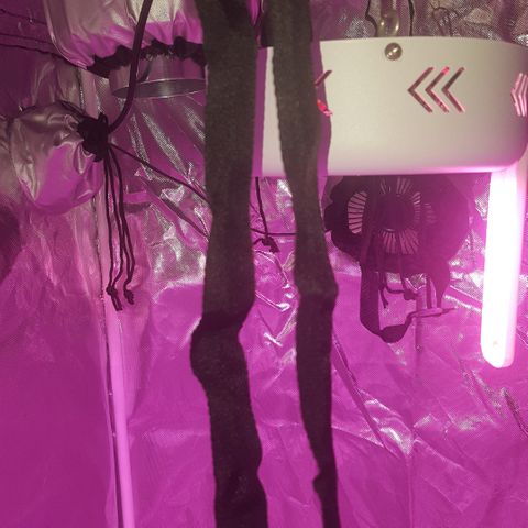 Project Redbeard #1 growlog photo: Setup