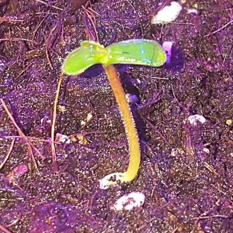 Project Redbeard #1 growlog photo: Slimy has taken off!