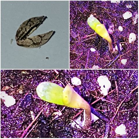 Tent 2.O growlog photo: Assisted removing inner soft sac. Released Cotyledon to the light. Welcome to the world.