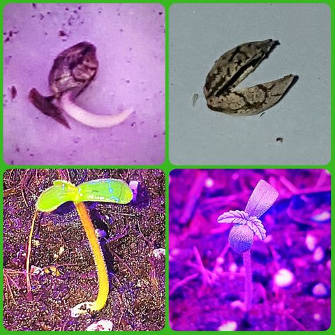 Project Redbeard #1 growlog photo: Progress
