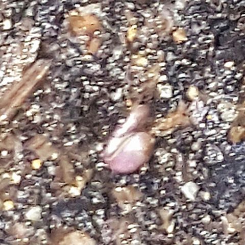 Project Redbeard Outdoors 2 growlog photo: Stalled? Deceased? Seems underdeveloped?