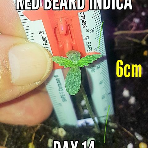 Project Redbeard #1 growlog photo: Looking healthy