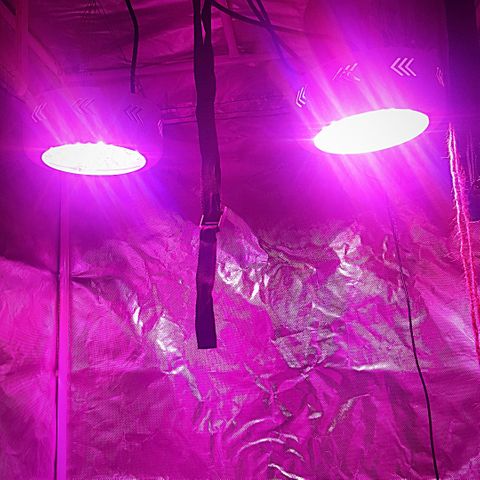 Project Redbeard #1 growlog photo: New UFO joins the party