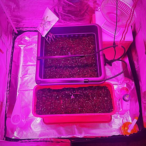 Project Redbeard #1 growlog photo: Let's grow... 😁