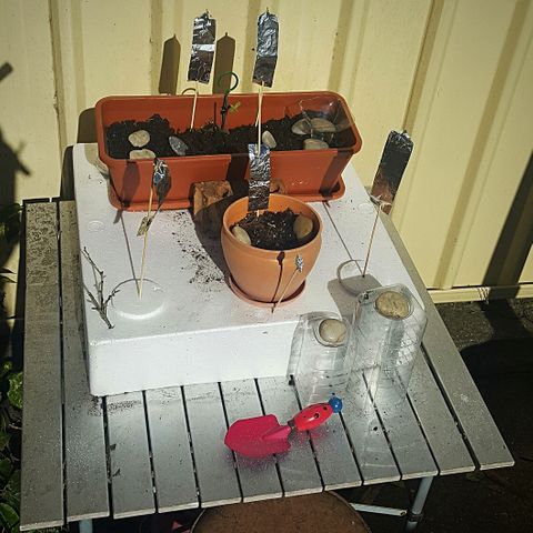 Project Redbeard Outdoors 2 growlog photo: Evolution of outdoor grow. Salt spread around ground and table to aid in keeping slugs and snails away. Foil sails to aid in keeping nosey birds away.