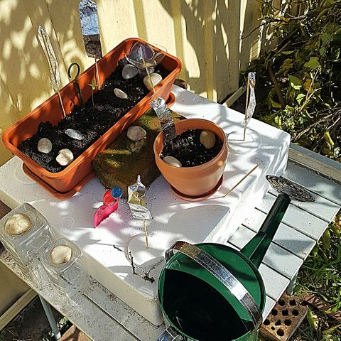 Project Redbeard Outdoors 2 growlog photo: Garden of contemplation. New location to get more morning Sun.
