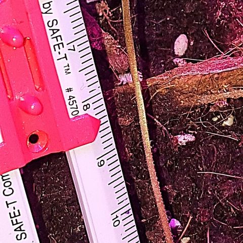 Project Redbeard #1 growlog photo: 6cm