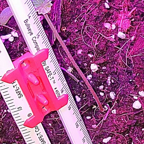 Tent 2.O growlog photo: 7cm. Strange Duck foot type leaves after tips burnt off as they started growing. Otherwise healthy.