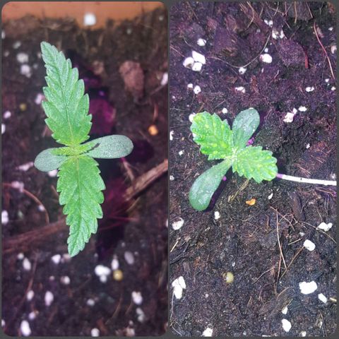 Tent 2.O growlog photo: Same strain, one on right hovering about 1cm off the soil, 7cm long and Ducks foot type leaves. Otherwise appears healthy.