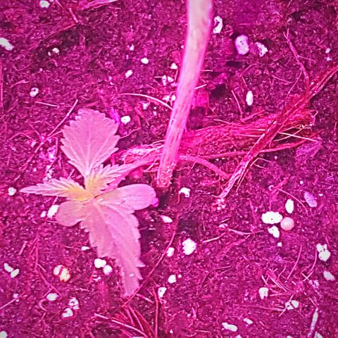 Project Redbeard #1 growlog photo: Slimy looking really healthy.