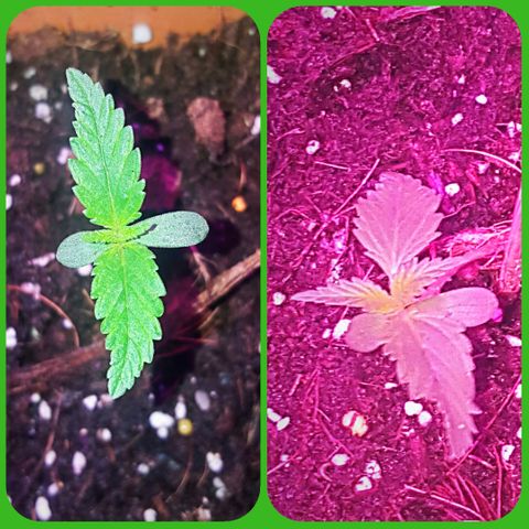 Project Redbeard #1 growlog photo: 36hrs difference.