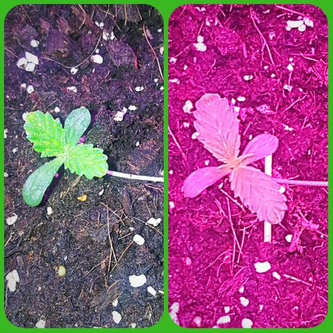 Tent 2.O growlog photo: 36hrs difference.