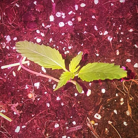 Tent 2.O growlog photo: Grows faster with less water.