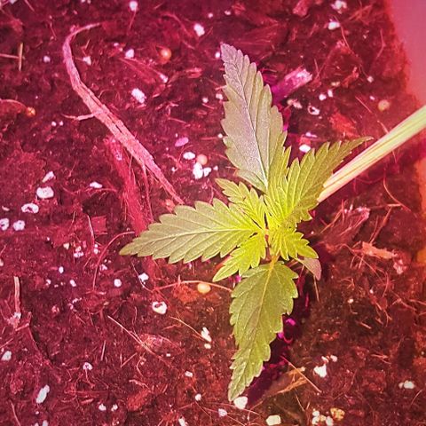 Project Redbeard #1 growlog photo: The drier it gets, the more Slimy grows.