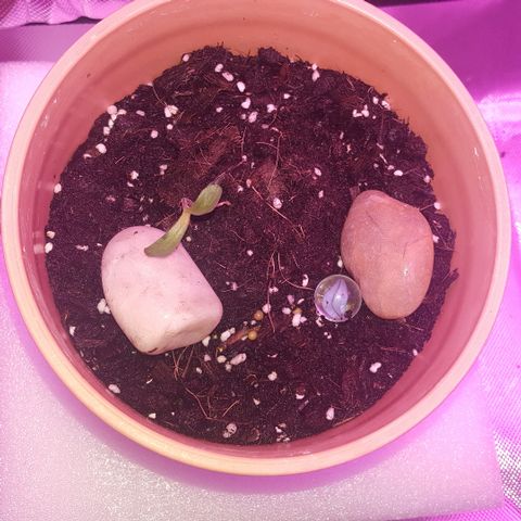 Project Redbeard Outdoors 2 growlog photo: Has not progressed due to extreme wet outdoors. Moved inside to dry out and see if it will continue to grow.