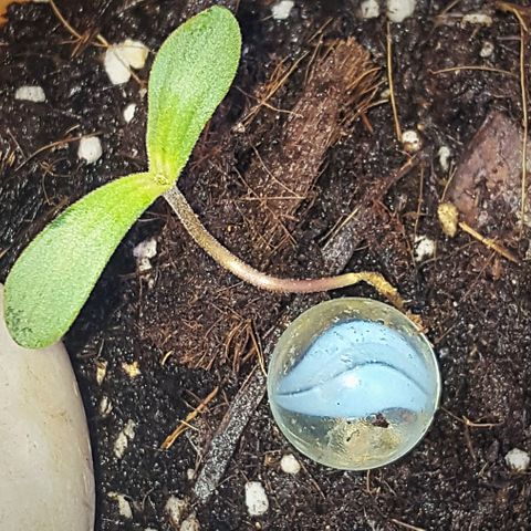 Project Redbeard Outdoors 2 growlog photo: Stunted growth. 