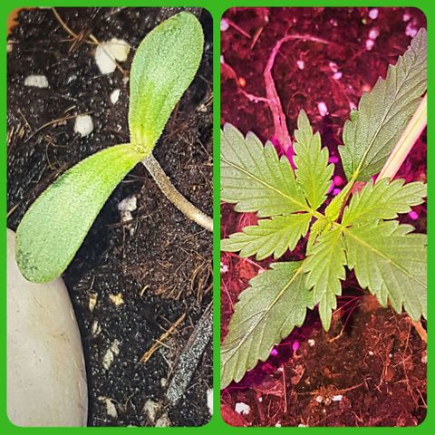 Project Redbeard Outdoors 2 growlog photo: Both 3 Weeks and 1 Day from Germination Start. Left was outside, cold and inundated with water. 