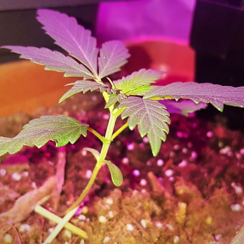 Project Redbeard #1 growlog photo: Number 1 doing well.