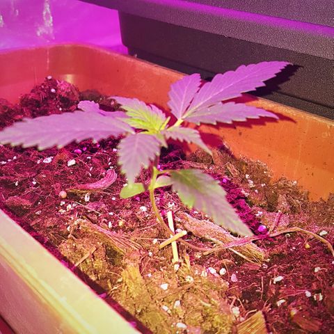 Project Redbeard #1 growlog photo: Number 1 doing well.
