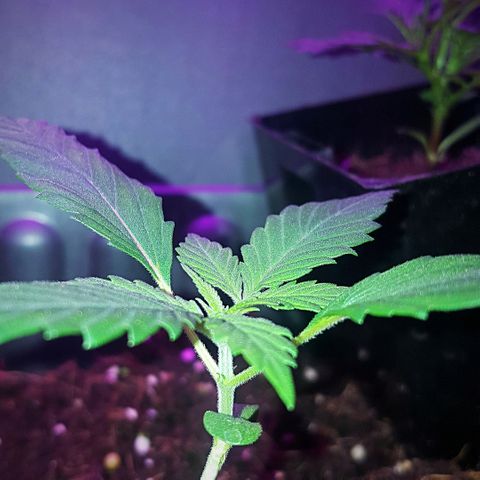 Tent 2.O growlog photo: 2.O doing well.