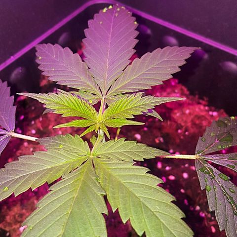 Tent 2.O growlog photo: Growing Strong.