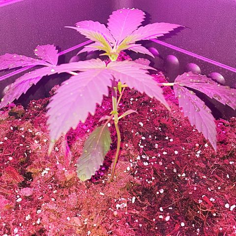 Tent 2.O growlog photo: Growing Strong.