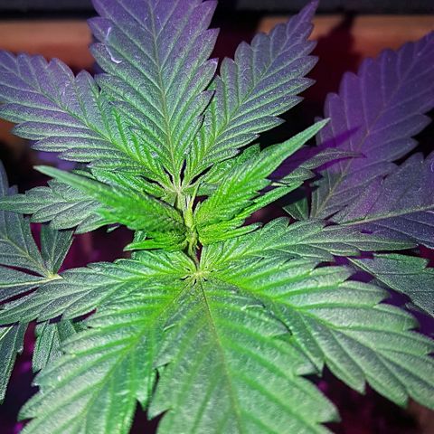 Project Redbeard #1 growlog photo: Growing Strong!